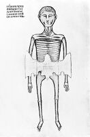 view M0007576A: Manuscript illustration of an anatomical figure from <i>Anothomia Philippi Septimi</i>, 1345