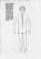 view M0007586A: Manuscript illustration of anatomical figure from <i>Anothomia Philippi Septimi</i>, 1345