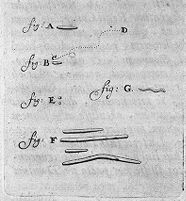 view M0010658: Illustrations of bacteria, from Leeuwenhoek: <i>Arcana naturae</i>, 1695
