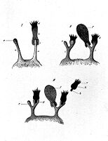 view M0009986: Diagram of receptors from Erlich et al: "Leukaemie", 1901