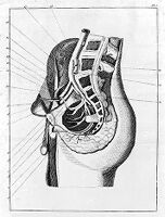 view M0010849: Gimbernat: <i>A new method of operating</i>, 1795: plate I