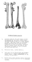 view M0009497: Illustrations of bones from Pithecanthropus erectis (Homo erectus)