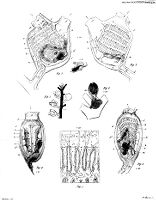 view M0010596: Micro-organisms: ascidiacae