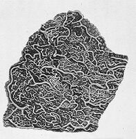 view M0010664: Diagram of the small intestine, from Lieberkuhn: <i>Dissertatio anatomico</i>, 1745