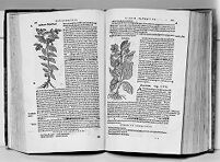 view M0009905: Plant Illustrations with text use of mandragora vine