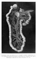 view M0010442: Pancreas and duodenum of a rabbit during digestion of fat