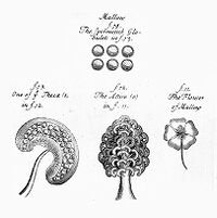 view M0010787: Sexual organs of plants