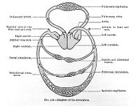 view M0010931: Diagram of the circulatory system