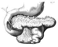 view M0010450: Pancreas, from Graaf: <i>Opera Omnia</i>, 1705