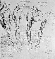 view M0010882: Anatomical drawings of the human right arm, by Leonardo da Vinci
