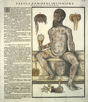 view M0009944: Anatomical fugitive sheet, male