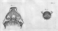 view M0010427: Valves of the heart, from Lower: <i>Tractatus de corde</i>, 1671