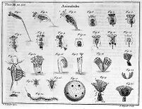 view M0010838: Animalcules including volvex