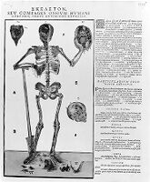 view M0009945: Anatomical fugitive sheet, skeleton