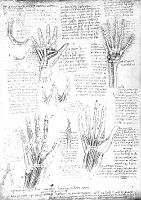 view M0010885: Anatomical drawings of the human right arm, by Leonardo da Vinci