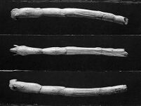 view M0010907: Magdalenian bone spear-thrower, Upper Palaeolithic period.