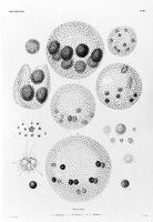 view M0010683: Micro-organisms: volvocina