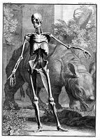 view M0010418: Muscled skeleton, with a rhinoceros, from Albinus: <i>Tabulae sceleti et musculorum</i>, 1747