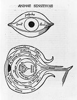 view M0010695: Woodcuts: anatomy of the eye, from Reisch: <i>Margarita philosophica</i> (1503)