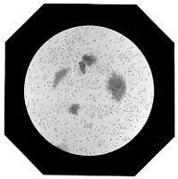 view M0010711: Bead like yeast in mulberry leaf with water and fermented