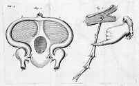 view M0010429: Diagram of the heart, from Lower: <i>Tractatus de corde</i>, 1671