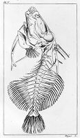view M0011235: Skeleton of the Balistes (Triggerfish)