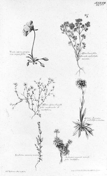 M0012093: Reproduction of a page of botanical illustrations of alpine plants from Albrecht von Haller's Enumeratio methodica stirpium Helvetiae indigenarum