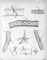 view M0011354: End organs of the motor nerves