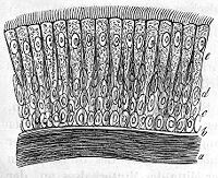 view M0011238: Ciliated epithelium from the human windpipe