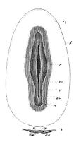 view M0011396: Embryo after first 24 hours, from Kolliker: <i>Entwicklungsgeschichte</i>, 1861