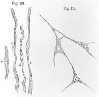 view M0011239: The development of a hair