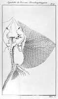 view M0011234: Skeleton of the Skate