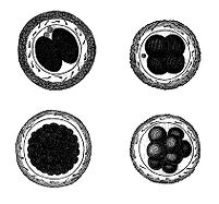 view M0011395: Segmentation of ovum in two, four and eight cells, from Kolliker: <i>Entwicklungsgeschichte</i>, 1861