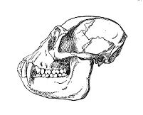 view M0012295EB: Illustration of primate skull from <i>Les primates de l'Afrique</i>