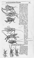 view M0011998: Reproduction of a book illustration of various grass-hoppers from Thomas Moffett's Insectorum sive minimorum animalium theatrum, 1634