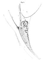 view M0011109: Muscular elements of the eye