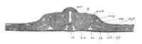 view M0011398: Embryo after first 24 hours, from Kolliker: <i>Entwicklungsgeschichte</i>, 1861
