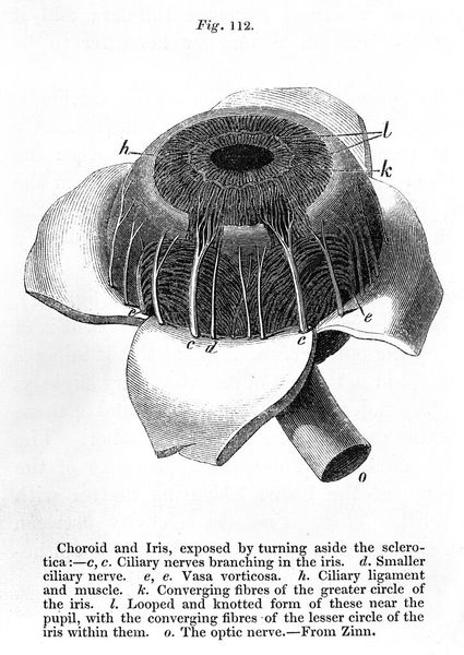 M0011335: The anatomy of the eye