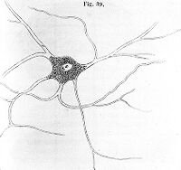 view M0011237: Ramified nerve-cell