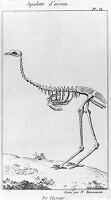 view M0011233: Skeleton of the Cassowary