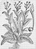 view M0011077: Tobacco plant, from L'Obel: <i>Stirpium adversaria nova</i>, 1570
