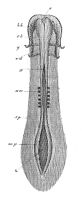 view M0011399: Embryo, showing development of central nervous system, from Kolliker: <i>Entwicklungsgeschichte</i>, 1861