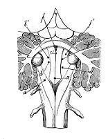 view M0011392: Sites of punctures of 4th ventricle