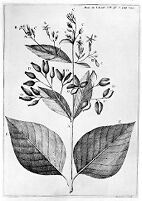 view M0011129: Reproduction of La Condamine's drawing, 1738
