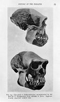 view M0011868: Reproduction of a page from Wilfred Edward Le Gros Clark's History of the Primates, 1962, illustrating a reconstruction of the skull of Pithecanthropus