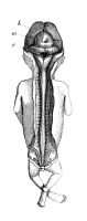 view M0011399: Embryo, showing development of central nervous system, from Kolliker: <i>Entwicklungsgeschichte</i>, 1861