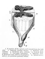 view M0011394: Anterior and posterior roots of a spinal nerve, from <i>Gray's anatomy</i>, 1949