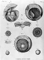 view M0011086: Anatomical drawings of the eye, from Ruysch: <i>Thesaurus anatomicus primus</i>, 1739-1744
