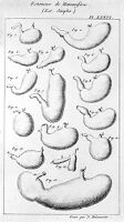 view M0011228: Comparitive series of simple stomach from different animals