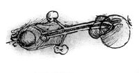 view M0011592: Illustrations from Leonardo da Vinci: <i>Quaderni d'anatomia</i>